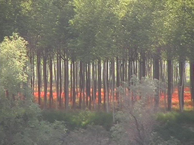 Mohnlandschaft, 2004/08, Pigment print, 95 x 115 cm, Edition of 7